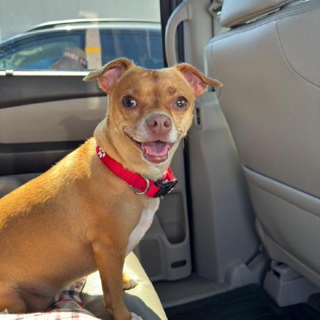 Github Charliejgy4 Pets - Best Colorful Pictures in HD