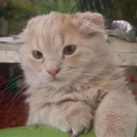 Jeffersonben Jefferson Github - Gorgeous 4K Gradient Designs | Free Download