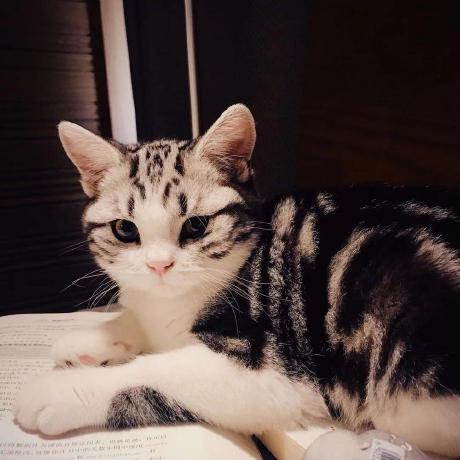 Gongjiaji Gong Jiaji Github - Ultra HD Colorful Photo - Desktop