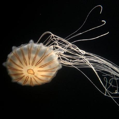 Dgorelik Daniel Gorelik Github - Gradient Designs - Perfect High Resolution Collection