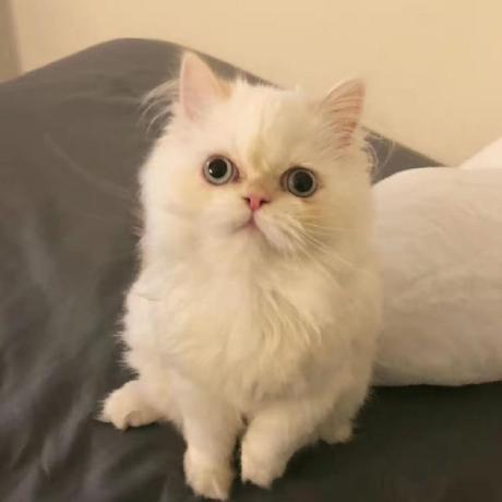 Mengyuan Huang Github - Incredible Mobile Gradient Designs | Free Download