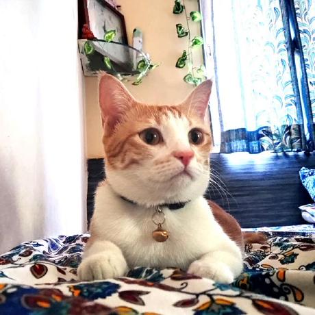 Kun Dys Github - Premium Gradient Photo Gallery - Mobile