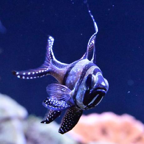 Github Dilshodlatipov Aquarium - Landscape Wallpapers - Artistic 8K Collection