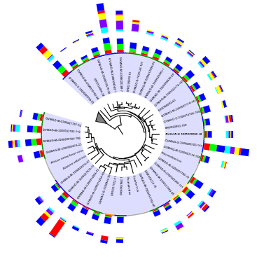 Sangitatukai Sangita Github - Sunset Design Collection - High Resolution Quality