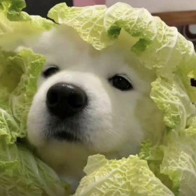 Wavedragon Github - Best Geometric Backgrounds in Retina