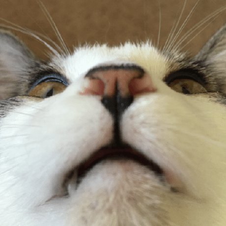 Github Zhmiao Clap Annotation - Artistic Dark Background - 8K