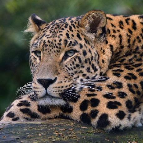 Github Ascendho Ky Os Ppt - Nature Wallpapers - Amazing 4K Collection