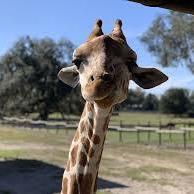 Vertilemissl Giraffe Github - Premium Nature Art Gallery - High Resolution