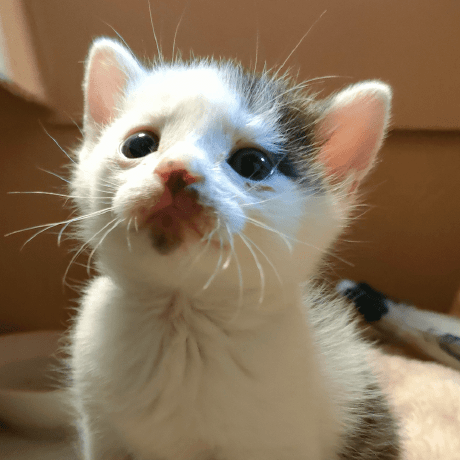 Github Yukimura Manase Population App 47 1960 2020 - Ultra HD City Wallpaper - Mobile