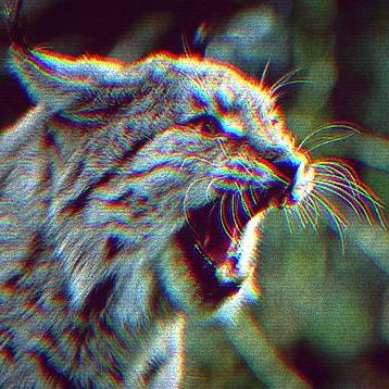 Github Rarm Lynx Team 10 Class Project - Premium Nature Picture Gallery - Retina