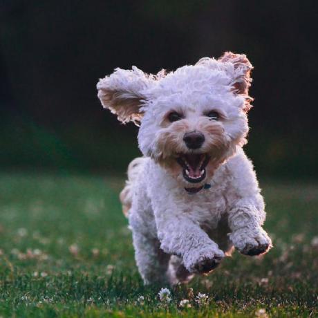 Github Dubianhe Chongxin Front - Premium Minimal Photo Gallery - High Resolution