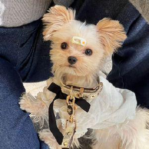 Github Faith Hesper Page - Modern Full HD Geometric Textures | Free Download