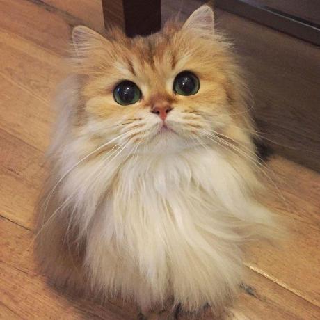 Corinagum Corina Github - Premium Mobile Sunset Images | Free Download