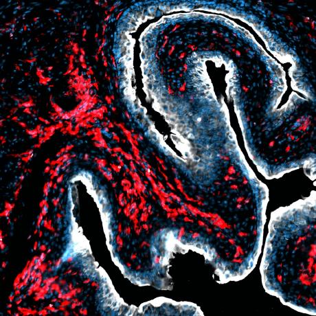 Immunodynamics Engel Lab Github - Gradient Picture Collection - Desktop Quality