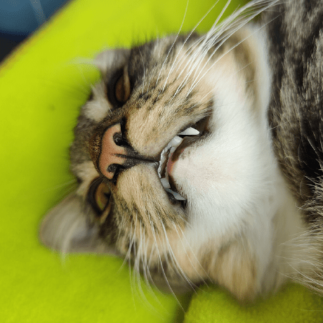 Stepanov Danila Danila Stepanov Github - Gradient Picture Collection - 8K Quality