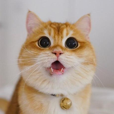 R Evgeny Github - Minimal Illustrations - Artistic Retina Collection