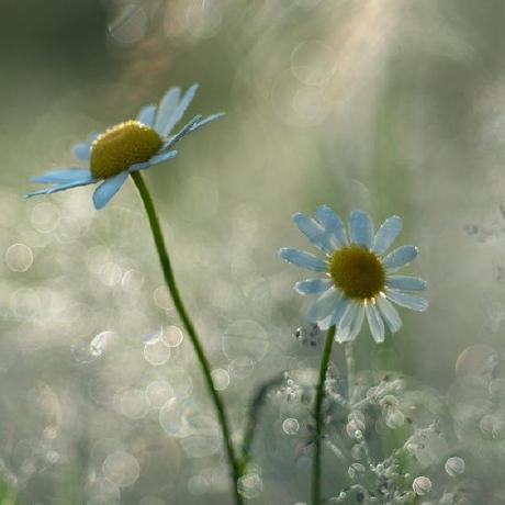 Issues Teeotsa Windows 11 Debloat Github - Download Classic Geometric Image | Mobile