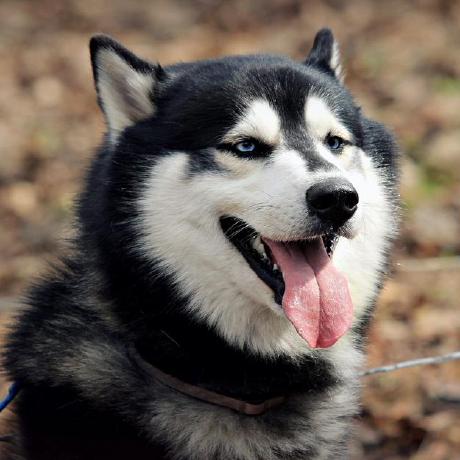 Comments Are Very Sparse Issue 181 Naia Lib Naia Github - Download High Quality Vintage Picture | High Resolution