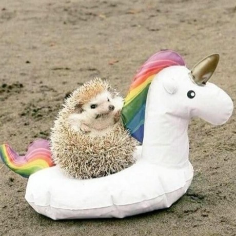 Haivan552003 May Github - Nature Illustration Collection - Retina Quality