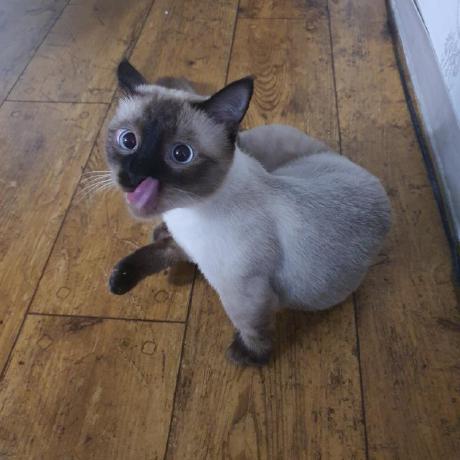 Hann And Github - Gorgeous Mobile Minimal Arts | Free Download