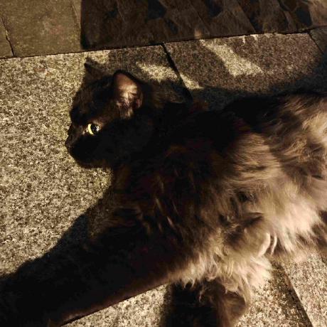 Github Moraiyankele Table Puppy - Premium Mountain Pattern Gallery - 4K