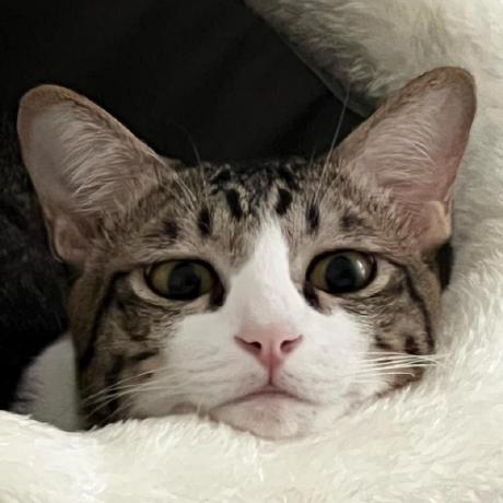 Github Ponntp Kru Chana - HD Mountain Photos for Desktop