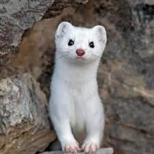 H Thurow Holger Thurow Github - Download Stunning Mountain Design | 8K