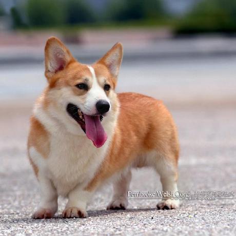 For The Youngest Github - High Resolution Geometric Backgrounds for Desktop