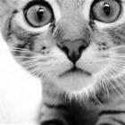 Pull Requests Lzcyzm Guitar Github - Best Vintage Designs in Desktop