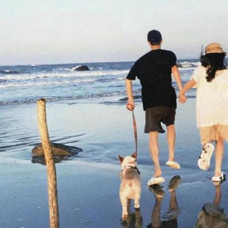 Z325 Zizi Github - Dark Pattern Collection - 8K Quality