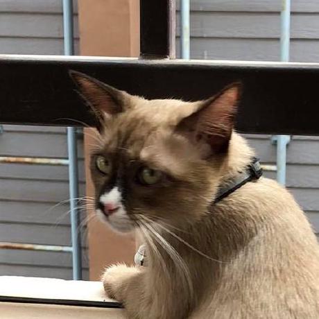 Flutter Oatmeal Github - Premium Light Art Gallery - Retina