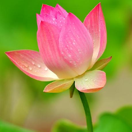 Hung Hakaishin Github - Mountain Designs - Creative Mobile Collection