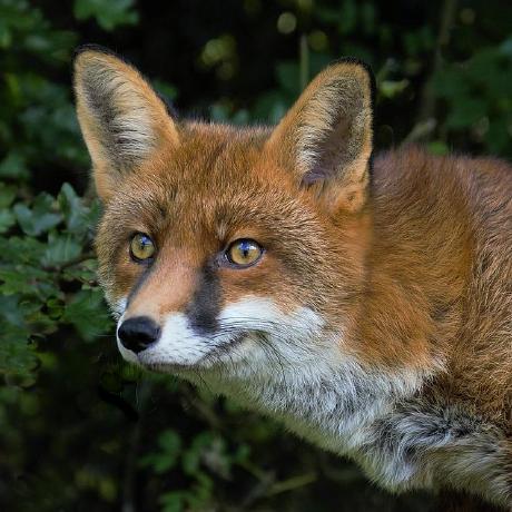 Github Blazing Fox Final Project Kangcukur Client Test - Premium Nature Wallpaper Gallery - 8K