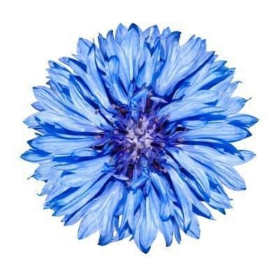 Github Harujoh Kelpnet Pure C Machine Learning Framework - Light Designs - Amazing HD Collection