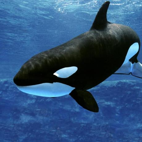 Kamei 123 Github - Desktop Gradient Arts for Desktop