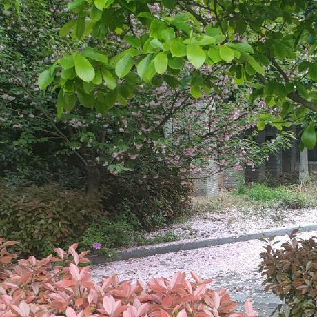 Github Mirwangjn Promise - Best Nature Patterns in 4K