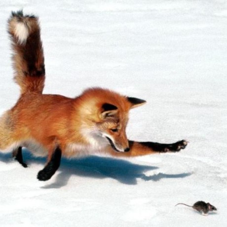 Jareddevbug Jared Github - Abstract Wallpapers - Perfect Ultra HD Collection