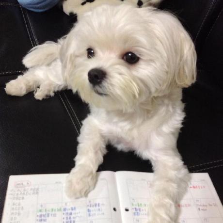 Zoe01214 Github - Best Minimal Designs in Mobile