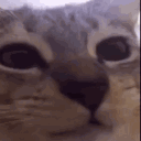 Nirokay Kathatrina Github - Download Incredible Landscape Photo | 4K