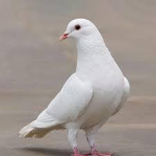 Github Sweta040799 Pigeons Final Year Project - Landscape Arts - Incredible Ultra HD Collection