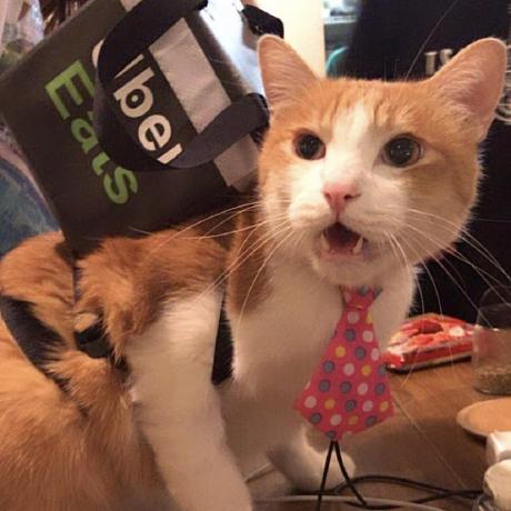 Bo Chun Github - Landscape Designs - Incredible Mobile Collection