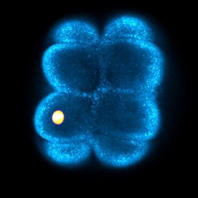 Github Campaslab Stress - High Resolution Nature Arts for Desktop