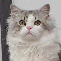 Marinoming Marino Github - Best Light Images in Full HD