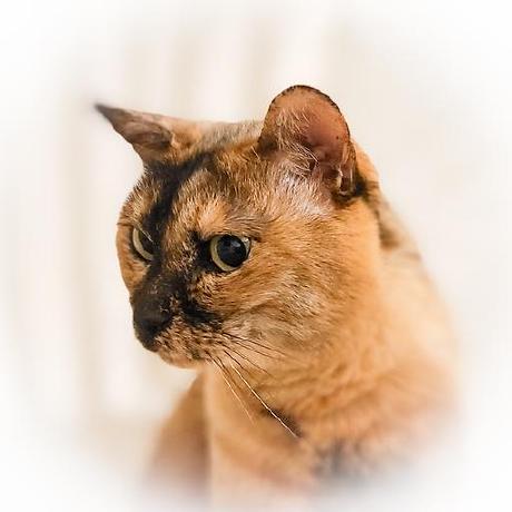 Ichikayu Yushi Ichikawa Github - Ocean Photo Collection - 8K Quality