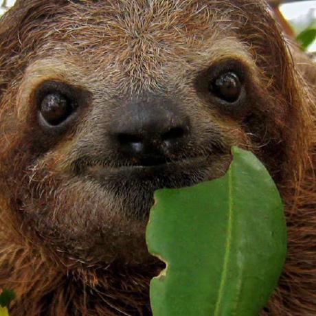 The Running Sloth Medium - Best Geometric Illustrations in 4K