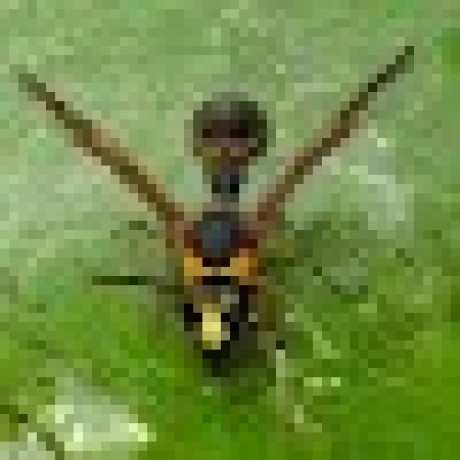 Github Expandedcinema X04 Endangered Sense - Amazing Ultra HD Nature Illustrations | Free Download