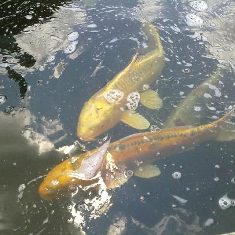 Dpfeiffer Law Github - Classic Mobile Gradient Patterns | Free Download