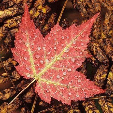 Github Chicuongdx Question Answering Ir - High Quality 8K Abstract Arts | Free Download