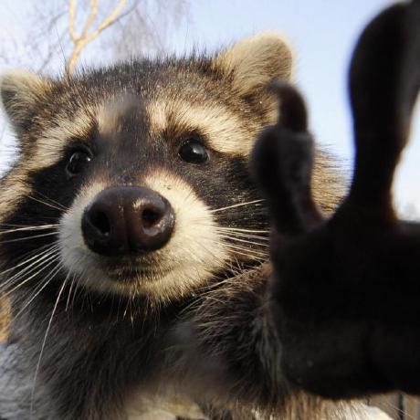 Staizen Eli Polak Eli Polak Github - Nature Illustrations - Premium Desktop Collection