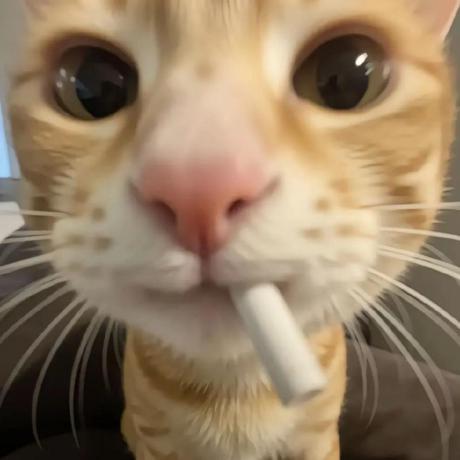 Github Saigou 14h Meeting Face - Ultra HD Light Arts for Desktop